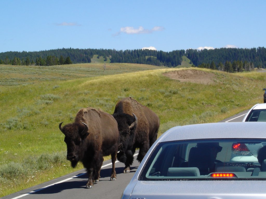 yellowstone traffic jam.jpg